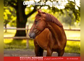 Mustang (amerikanisch), Wallach, 5 Jahre, 150 cm, Fuchs