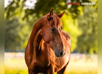 Mustang (amerikanisch), Wallach, 5 Jahre, 150 cm, Fuchs
