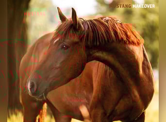 Mustang (amerikanisch), Wallach, 5 Jahre, 150 cm, Fuchs