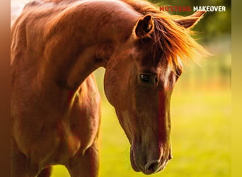 Mustang (amerikanisch), Wallach, 5 Jahre, 150 cm, Fuchs