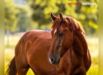 Mustang (amerikanisch), Wallach, 5 Jahre, 150 cm, Fuchs