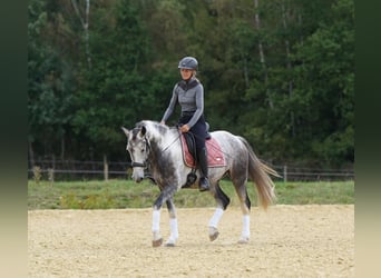 Mustang (amerikanisch), Wallach, 5 Jahre, 150 cm, Schecke