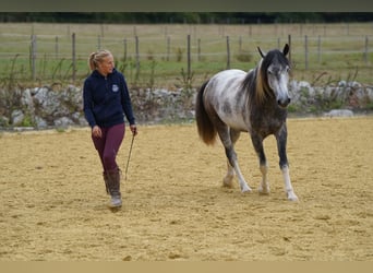 Mustang (amerikanisch), Wallach, 5 Jahre, 150 cm, Schecke