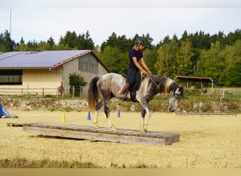 Mustang (amerikanisch), Wallach, 5 Jahre, 150 cm, Schecke