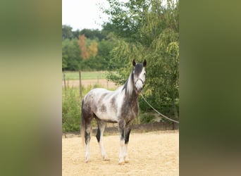 Mustang (amerikanisch), Wallach, 5 Jahre, 150 cm, Schecke
