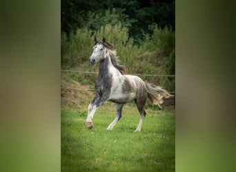 Mustang (amerikanisch), Wallach, 5 Jahre, 150 cm, Schecke