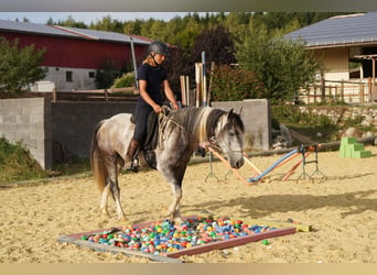 Mustang (amerikanisch), Wallach, 5 Jahre, 150 cm, Schecke