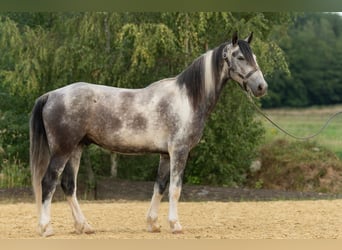 Mustang (amerikanisch), Wallach, 5 Jahre, 150 cm, Schecke