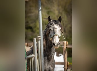 Mustang (amerikanisch), Wallach, 5 Jahre, 150 cm, Schecke