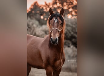 Mustang (amerikanisch), Wallach, 5 Jahre, 151 cm, Brauner