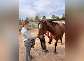Mustang (amerikanisch), Wallach, 5 Jahre, 151 cm, Brauner