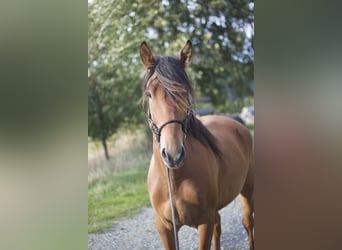 Mustang (amerikanisch), Wallach, 5 Jahre, 151 cm, Brauner