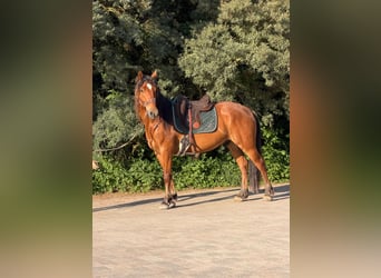 Mustang (amerikanisch), Wallach, 5 Jahre, 151 cm, Brauner