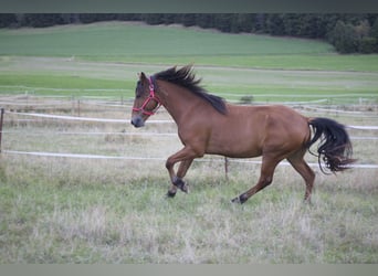 Mustang (amerikanisch), Wallach, 5 Jahre, 151 cm, Brauner