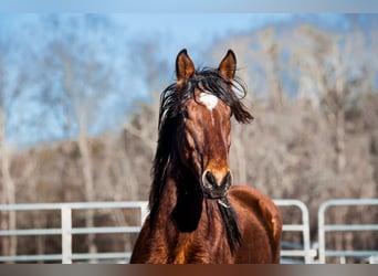 Mustang (amerikanisch), Wallach, 5 Jahre, 151 cm, Brauner