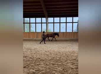 Mustang (amerikanisch), Wallach, 5 Jahre, 151 cm, Brauner