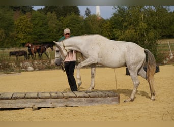Mustang (amerikanisch), Wallach, 6 Jahre, 144 cm, Schimmel