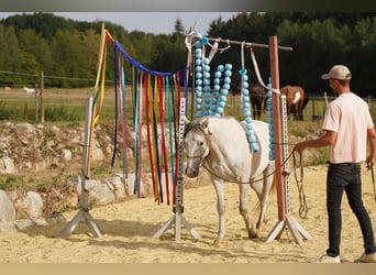 Mustang (amerikanisch), Wallach, 6 Jahre, 144 cm, Schimmel