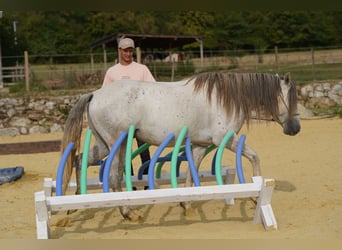 Mustang (amerikanisch), Wallach, 6 Jahre, 144 cm, Schimmel