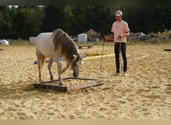 Mustang (amerikanisch), Wallach, 6 Jahre, 144 cm, Schimmel