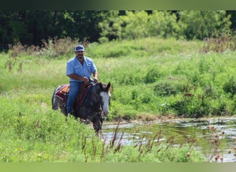 Mustang (amerikanisch), Wallach, 6 Jahre, 145 cm, Rappe
