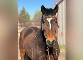 Mustang (amerikanisch), Wallach, 6 Jahre, 145 cm, Rotbrauner