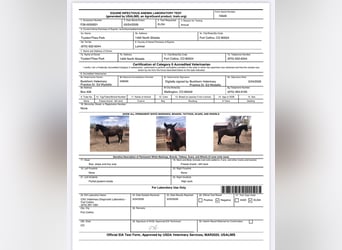 Mustang (amerikanisch), Wallach, 6 Jahre, 145 cm, Rotbrauner