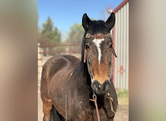 Mustang (amerikanisch), Wallach, 6 Jahre, 145 cm, Rotbrauner