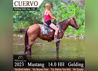 Mustang (amerikanisch), Wallach, 6 Jahre, 145 cm, Rotbrauner