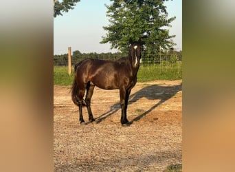 Mustang (amerikanisch), Wallach, 6 Jahre, 147 cm, Rappe
