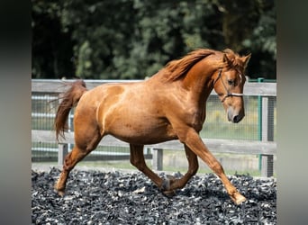 Mustang (amerikanisch), Wallach, 6 Jahre, 148 cm, Fuchs