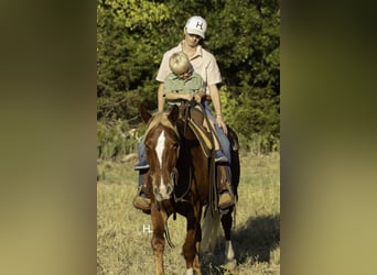 Mustang (amerikanisch), Wallach, 6 Jahre, 150 cm, Dunkelfuchs