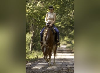 Mustang (amerikanisch), Wallach, 6 Jahre, 150 cm, Dunkelfuchs