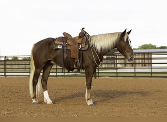 Mustang (amerikanisch), Wallach, 6 Jahre, 150 cm, Dunkelfuchs