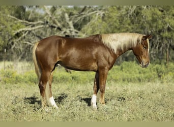 Mustang (amerikanisch), Wallach, 6 Jahre, 150 cm, Dunkelfuchs