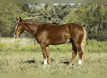 Mustang (amerikanisch), Wallach, 6 Jahre, 150 cm, Dunkelfuchs
