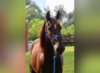 Mustang (amerikanisch), Wallach, 6 Jahre, 150 cm, Rappe
