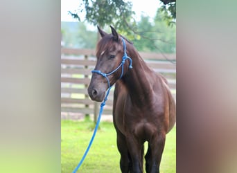 Mustang (amerikanisch), Wallach, 6 Jahre, 150 cm, Rappe