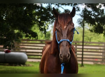 Mustang (amerikanisch), Wallach, 6 Jahre, 150 cm, Rappe