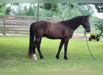 Mustang (amerikanisch), Wallach, 6 Jahre, 150 cm, Rappe