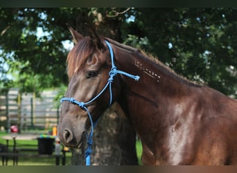 Mustang (amerikanisch), Wallach, 6 Jahre, 150 cm, Rappe