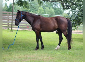 Mustang (amerikanisch), Wallach, 6 Jahre, 150 cm, Rappe