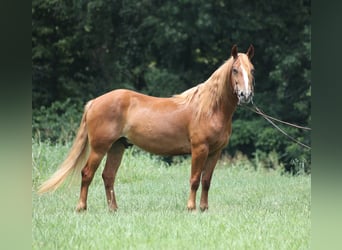 Mustang (amerikanisch), Wallach, 6 Jahre, 152 cm, Dunkelfuchs