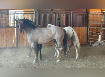 Mustang (amerikanisch), Wallach, 6 Jahre, 152 cm, Roan-Red
