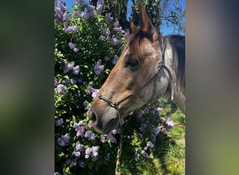 Mustang (amerikanisch), Wallach, 6 Jahre, 152 cm, Roan-Red