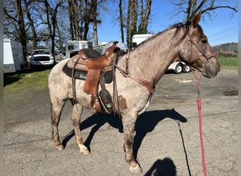 Mustang (amerikanisch), Wallach, 6 Jahre, 152 cm, Roan-Red