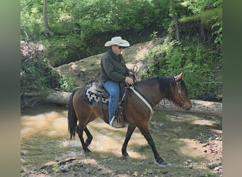 Mustang (amerikanisch), Wallach, 7 Jahre, 142 cm, Rotbrauner