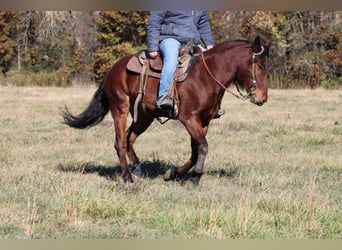 Mustang (amerikanisch), Wallach, 7 Jahre, 142 cm, Rotbrauner