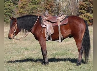 Mustang (amerikanisch), Wallach, 7 Jahre, 142 cm, Rotbrauner