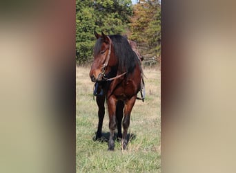 Mustang (amerikanisch), Wallach, 7 Jahre, 142 cm, Rotbrauner